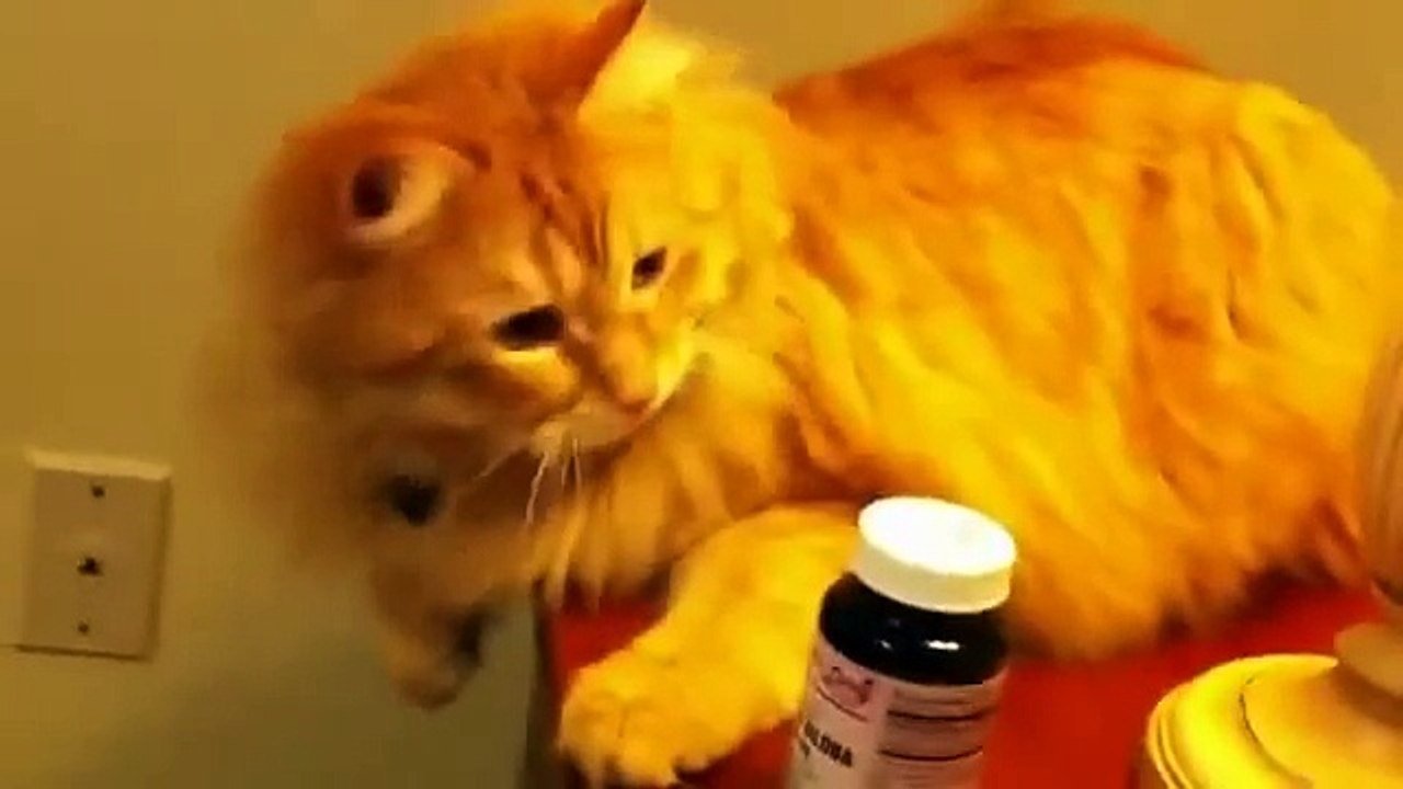 Bu kedi kafayı yemiş