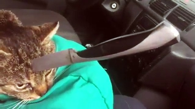 Un chat avec un couteau dans la tête