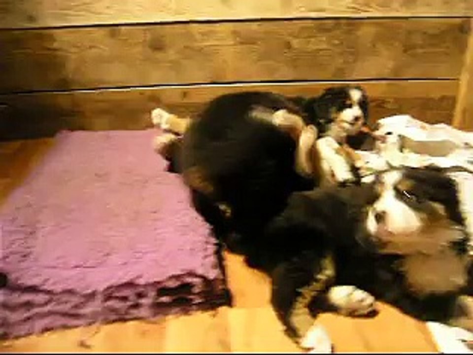 17 fév mâle rouge avec Lily Rose et Lieber avec la femelle verte