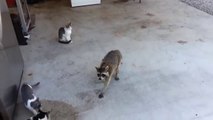 Racoon steals Cats' meal - Енот увел еду у Котов - Прикол !!!