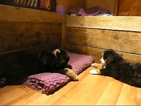 17fév encore mâle rouge et femelle verte