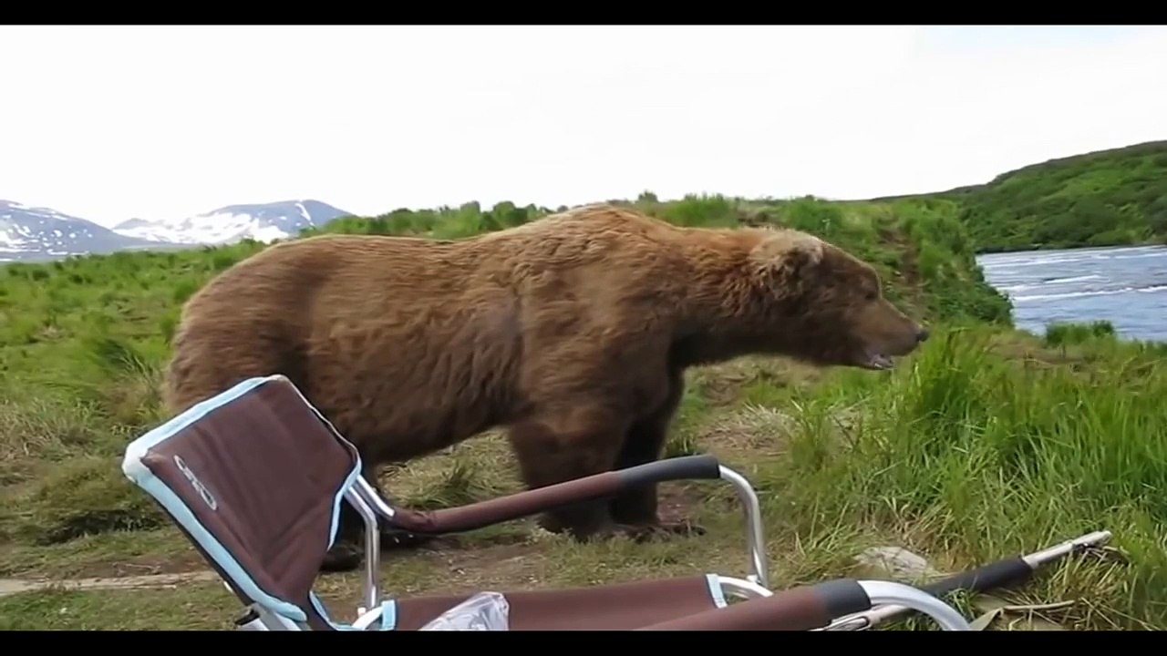 Russian Bear visits Fisherman - Медведь пришел к рыбакам, посмотрел на реку, зевнул и ушел