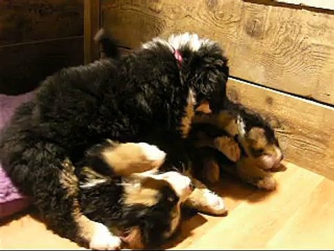 17fév Liebe, femelle rose et mâle rouge