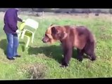 un ours trés drole