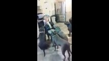 Extremely Hilarious Funny Clips: 4 year old girl with little diner pit bull