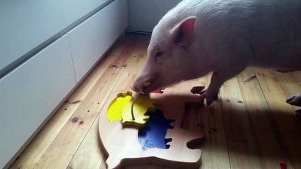 Moritz The Clever-Pig Wants Your Attention