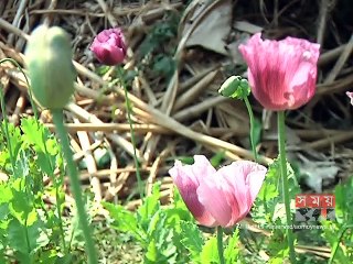 থামছে না পপি চাষ