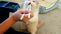 Chopsticks Cat | Funny Videos
