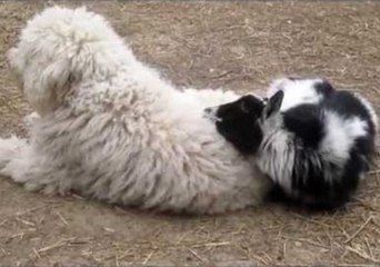 Grumpy Goat Uses Guardian Dog as a Pillow
