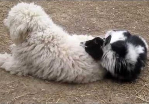 Grumpy Goat Uses Guardian Dog as a Pillow