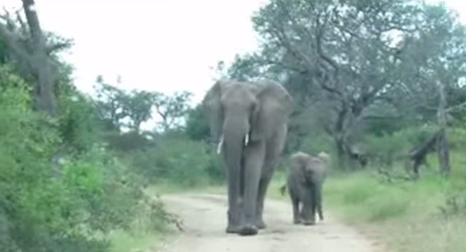 Safari Tourists Are Caught in an Elephant Trap
