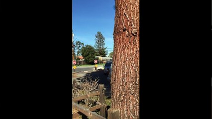 The Apple Car: What You Should Know - SoldierKnowsBest