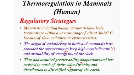 Thermoregulation In Mammals (human)