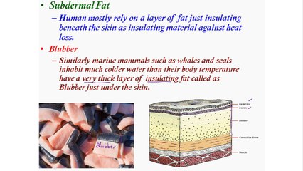 Thermoregulation In Mammals (human)(i)