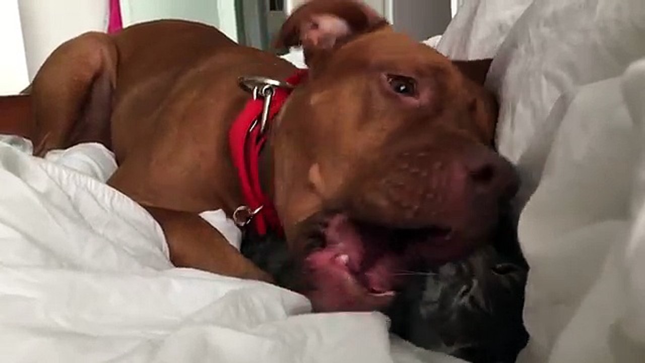 Pitbull and kitten