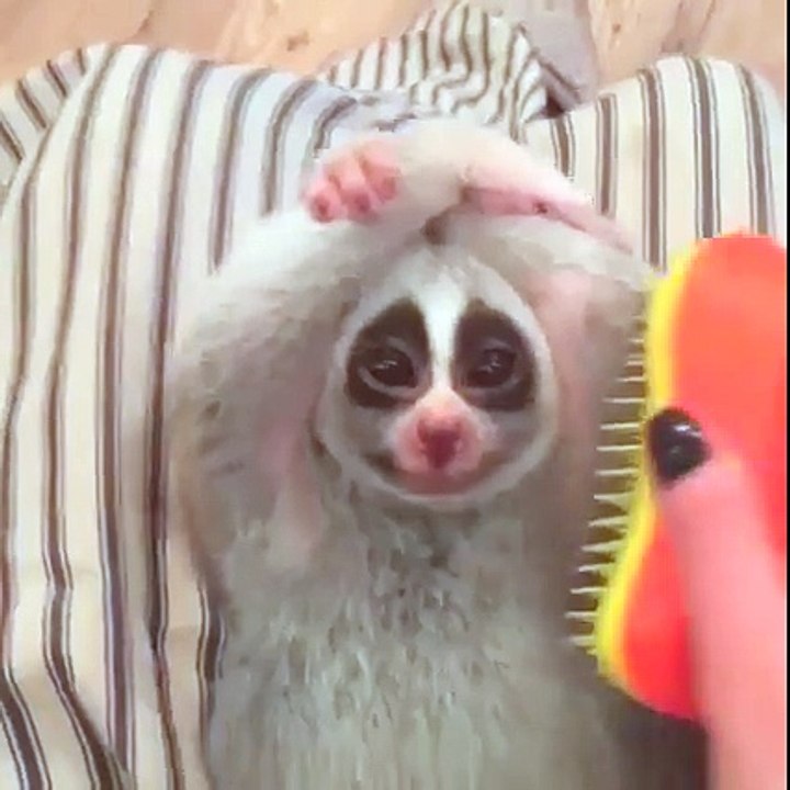 Little loris monkey loves this Brush moments... Adorable