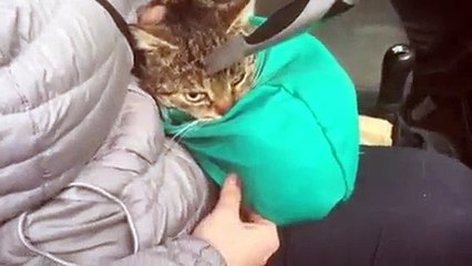 The cat with a knife in his head -  Кот с ножом в голове