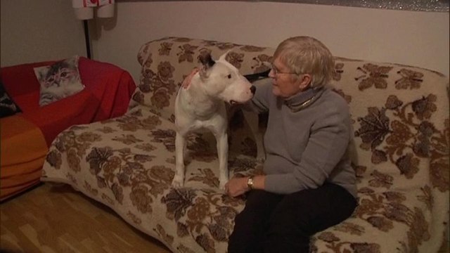 Un pitbull sauve une vieille dame : Elvis est un héros , explique la victime du malaise