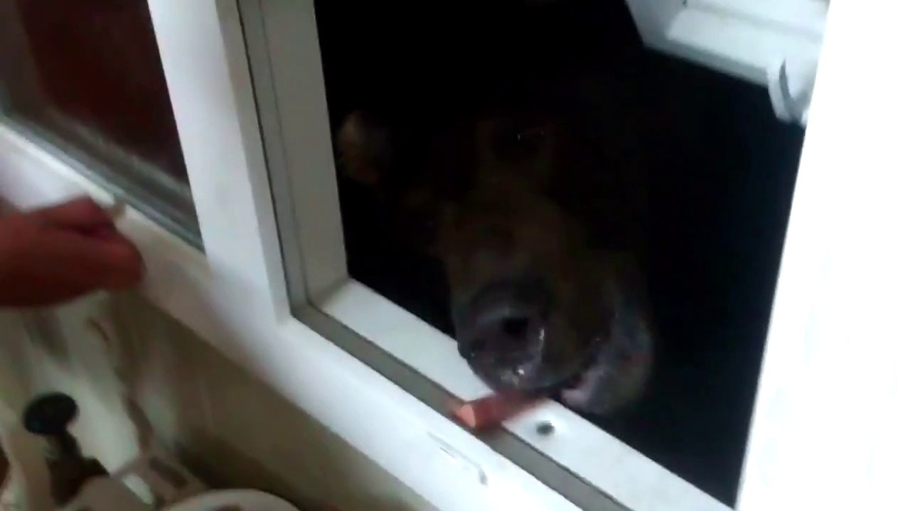 Ce russe nourrit un ours brun affamé énorme... Dangereux!