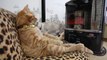 Cat chills out in front of heater