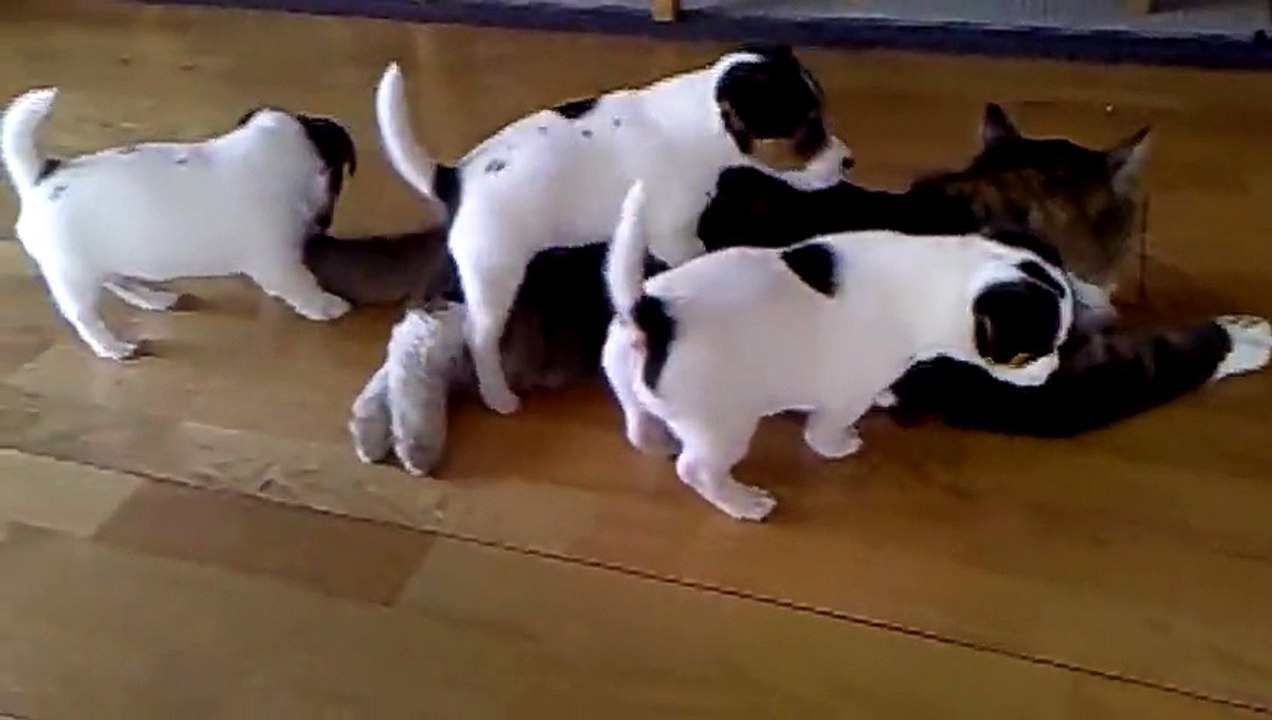 The brutal attack on the cat - Жестокое нападение на кота