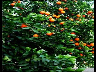 إجرى يا نيل - محمد عبدالوهاب