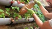 Feeding-Your-Plants-for-Free---How-to-Make-Fertilizer-for-Your-Vegetable-Garden