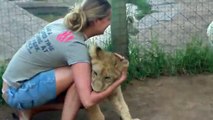 A young lady is getting mauled by two  lions