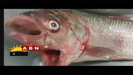 Fish with TWO MOUTHS caught off the coast of Australia