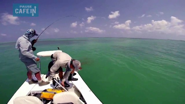 un énorme barracuda attaque la prise de deux pécheurs