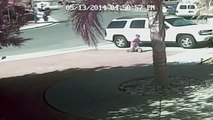 Hero Cat Saves Boy From Dog Attack In Amazing Candid Video
