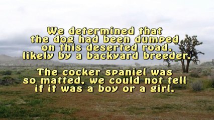 Dorothy of Palmdale - The story of one survivor dog dumped to die in the desert (ADOPTED SEPT 2013)