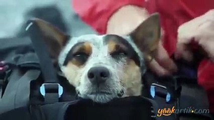 What a dog dog enjoy the flying