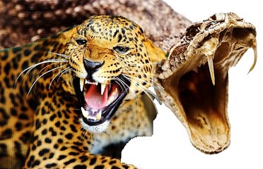 Leopard Kills a Giant Python