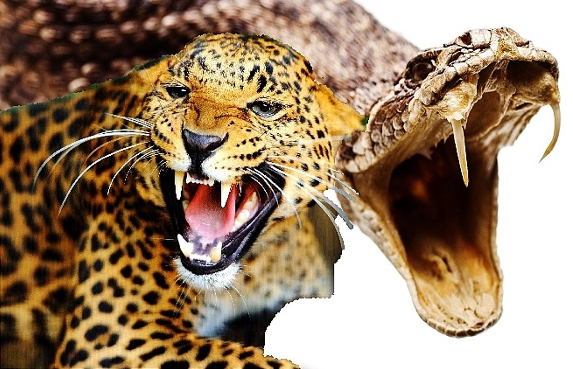 Leopard Kills a Giant Python