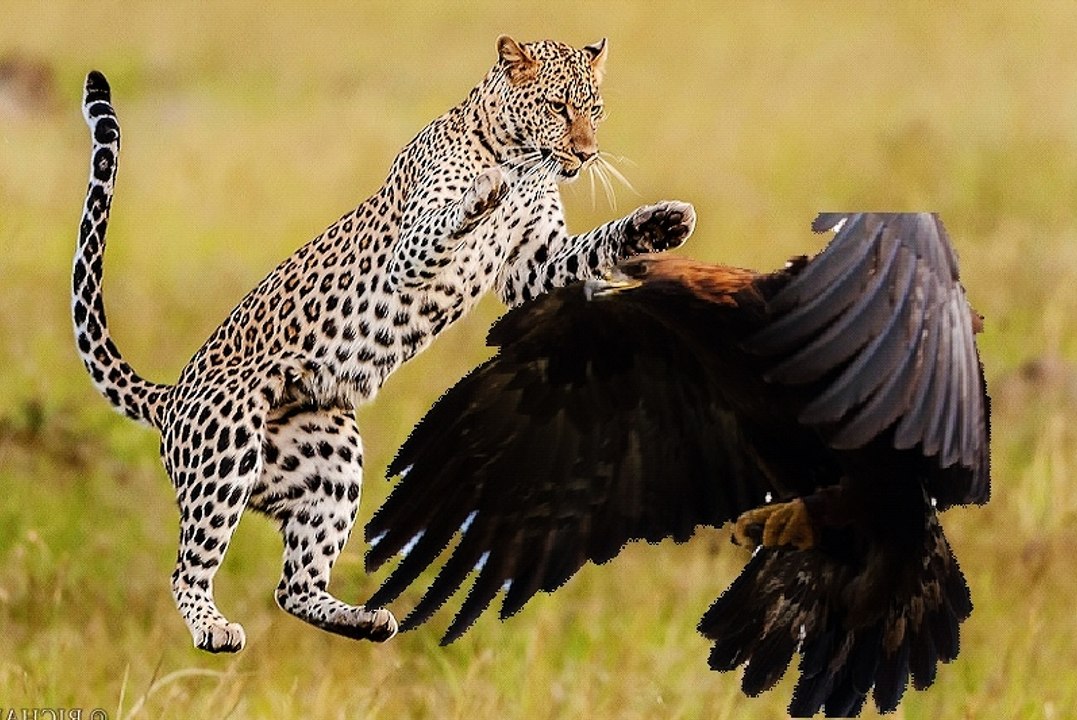 Leopard Kills an Eagle