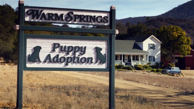 Super Bowl XLVIII Budweiser Reklamı: Puppy Love