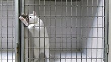 Cat Prison Break - Awesome - Побег Кота - Супер !