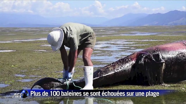 Deux cents baleines s'échouent sur une plage de Nouvelle-Zélande