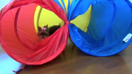 Worlds Smartest Cutest Puppy Misa Minnie 31 wks