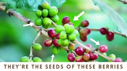 10 Fruit Facts That May Surprise You