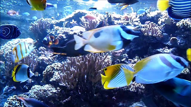 Sortie Citizenkid : La BD "Les animaux marins" à l'Aquarium Tropical Porte Dorée
