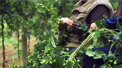 Geç Olsun, Güç de Olsun: Bir Duvel Şişesinin Günlüğü