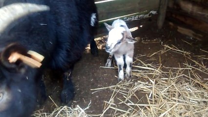 Une biquette lèche ses petits chevreaux tout juste nés