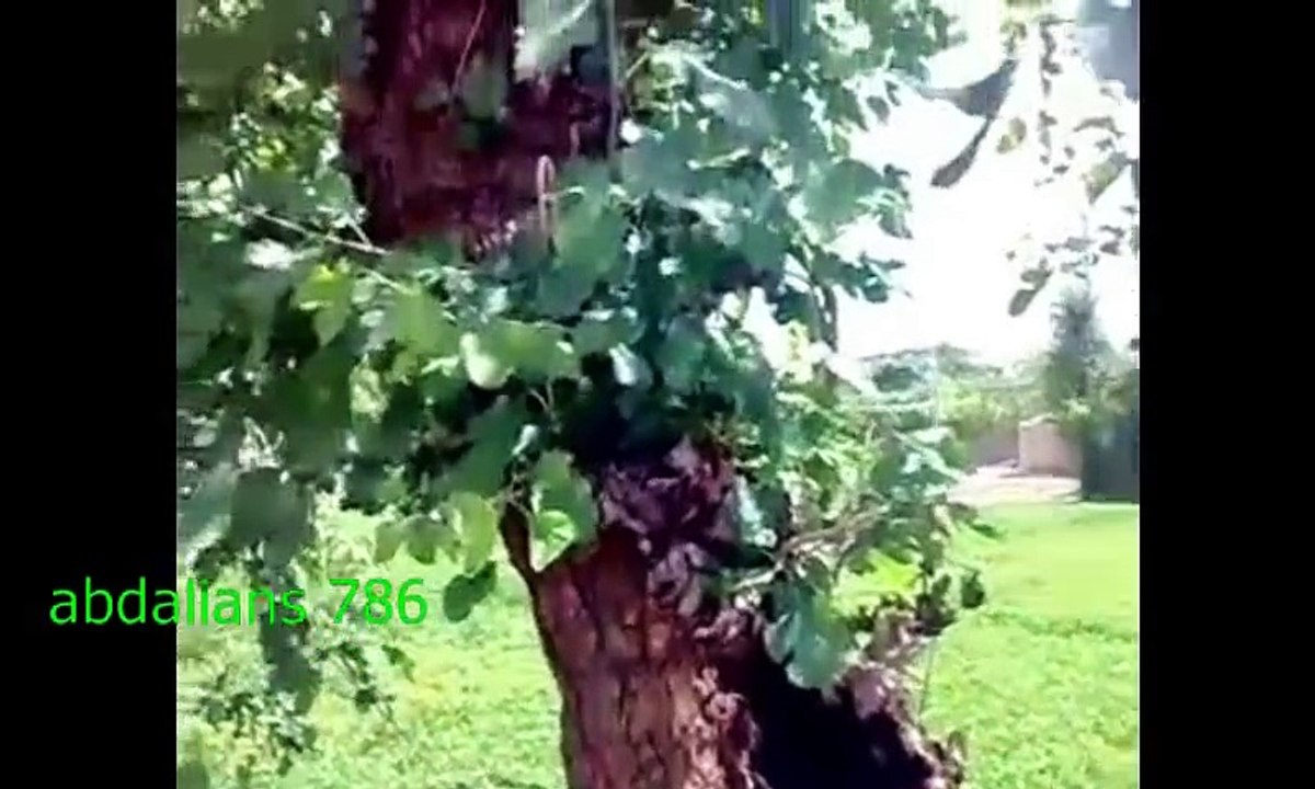 ایک درخت سے چشمہ پھوٹ پڑا