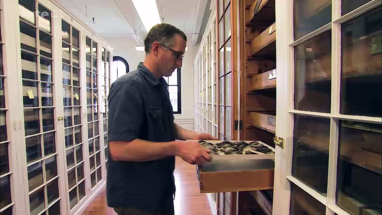 EVOLUTION AUS MENSCHENHAND