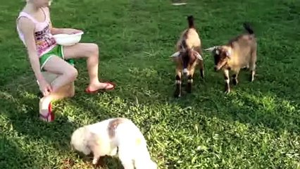 11 Goats That Are Just Like You