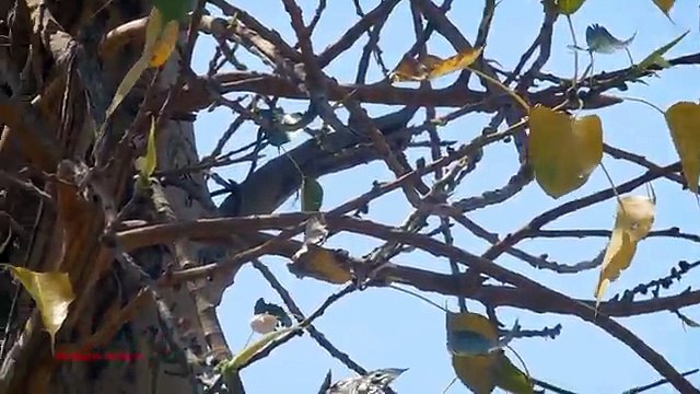 Pest Bird Bank Mynah Hunting With Air Rifle