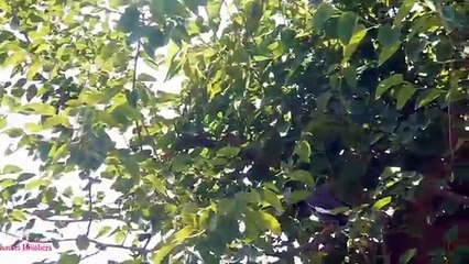 Скачать видео: Pest Bird Common Myna Hunting With Air Rifle