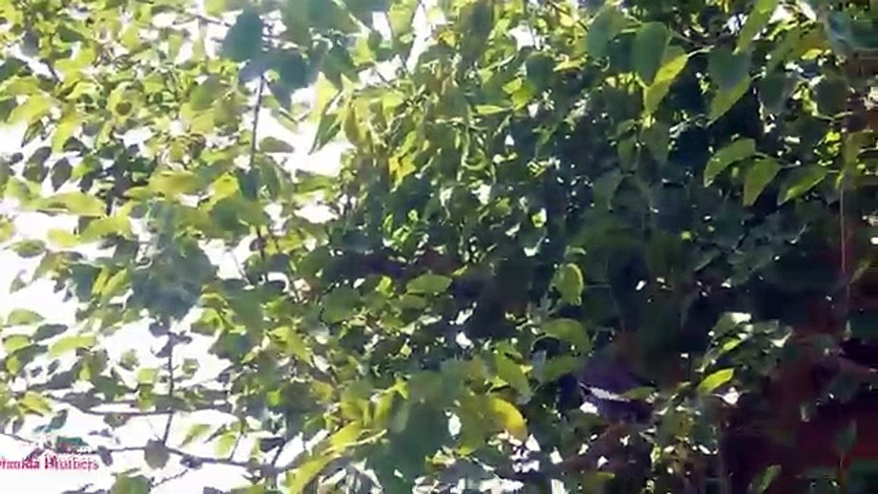 Pest Bird Common Myna Hunting
